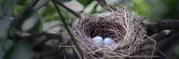 The Evolved Nest tweet media