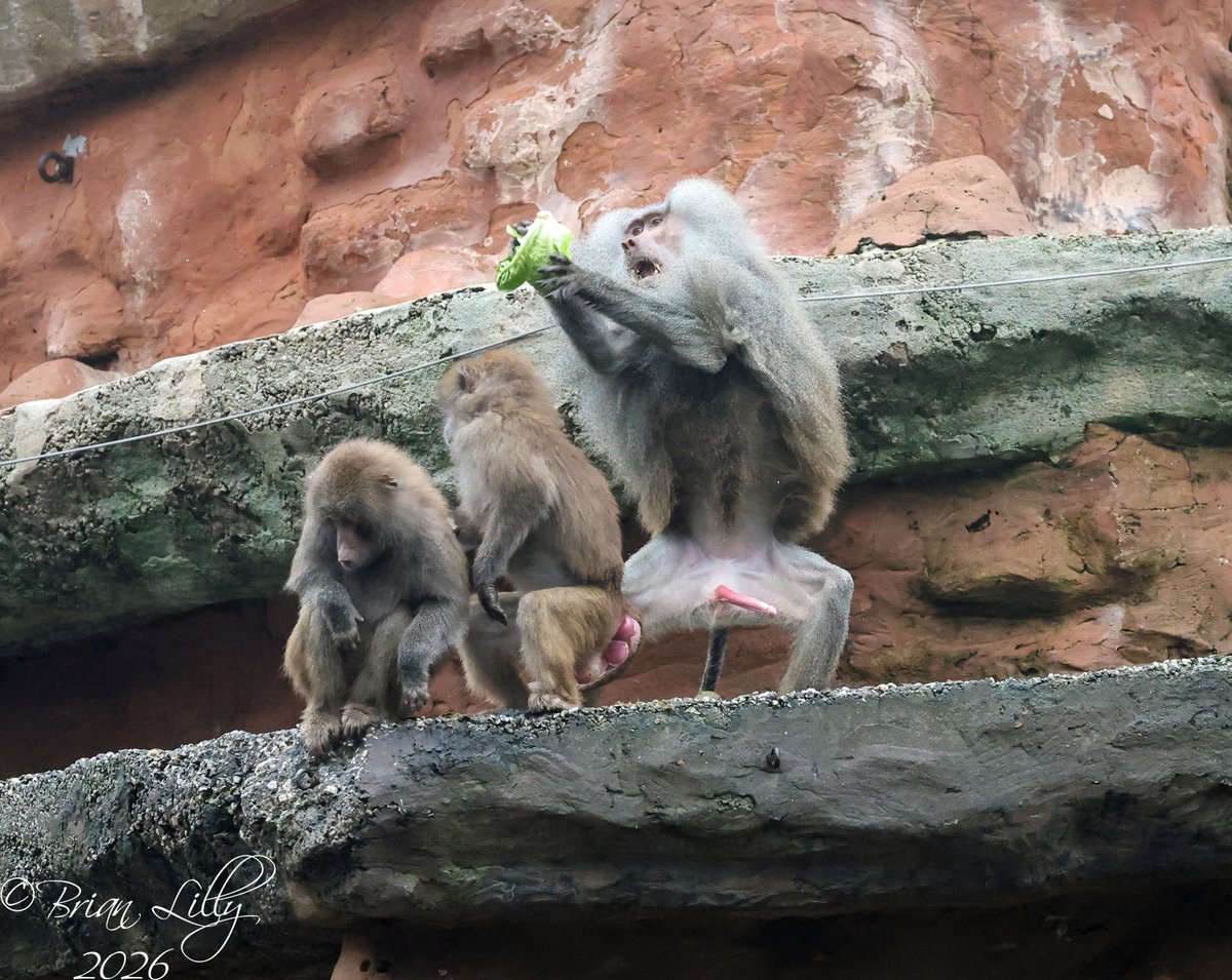 Brian Lilly tweet media