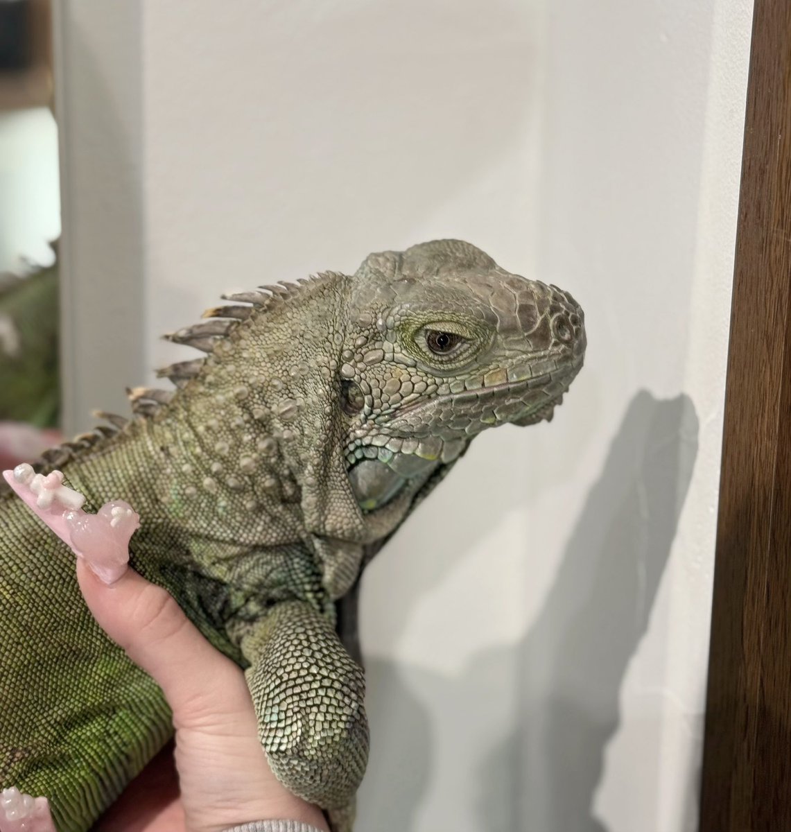謙也くんが飼っているってことで、イグアナちゃんも抱っこしに行きました〜！
初めてイグアナちゃんの触った！
ちょー可愛かったჱ̒^_ .̫ _^➰🌟❕
イグアナちゃんってちゃんと持ってあげなきゃ嫌がるから、謙也くんよく抱っこしてたりするのかな💭

⚠️イグアナの写真載ってます