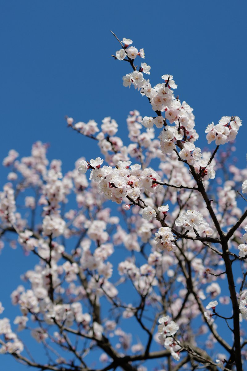 めいむら tweet media