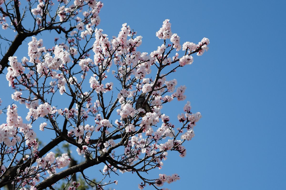 めいむら tweet media