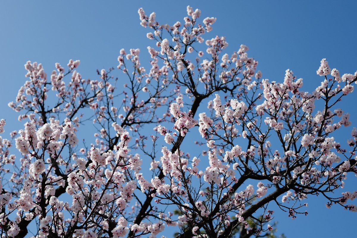 めいむら tweet media