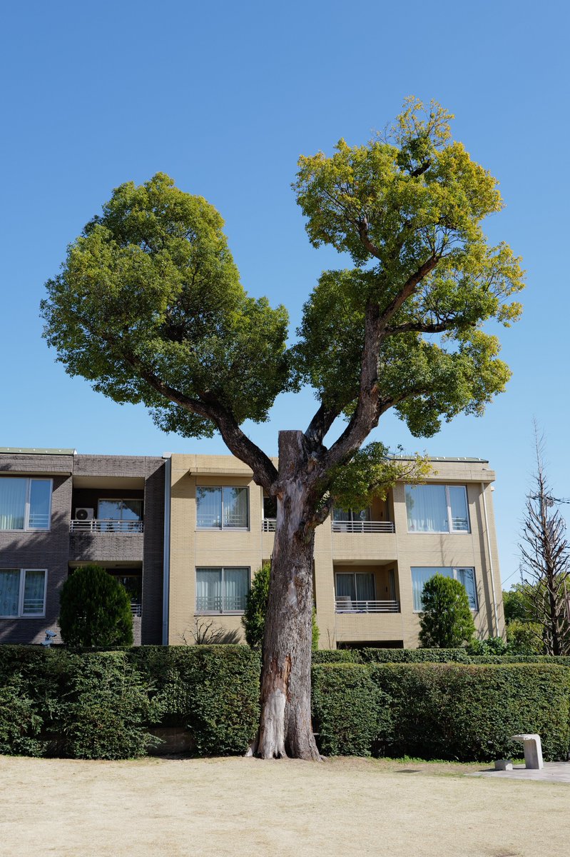 めいむら tweet media