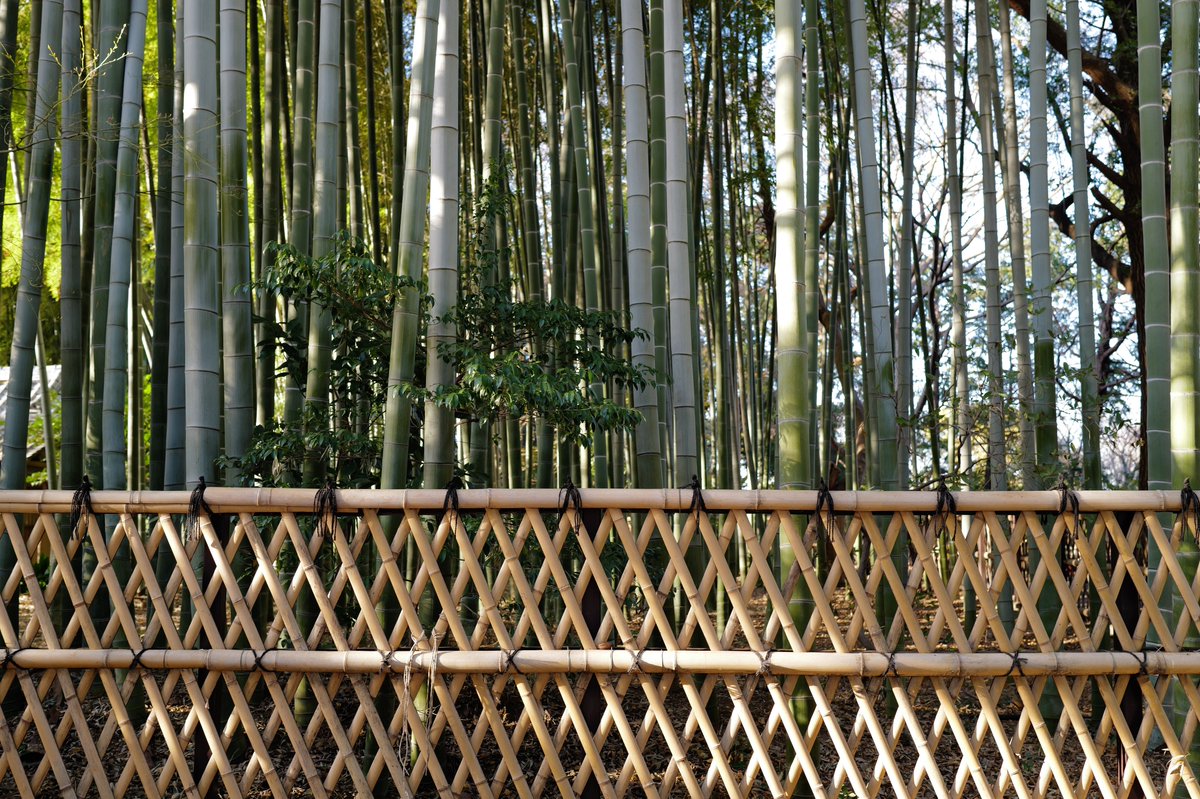 めいむら tweet media