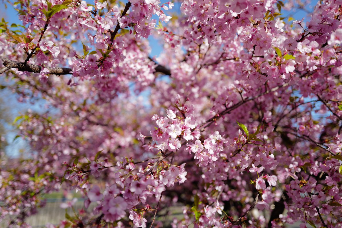 めいむら tweet media