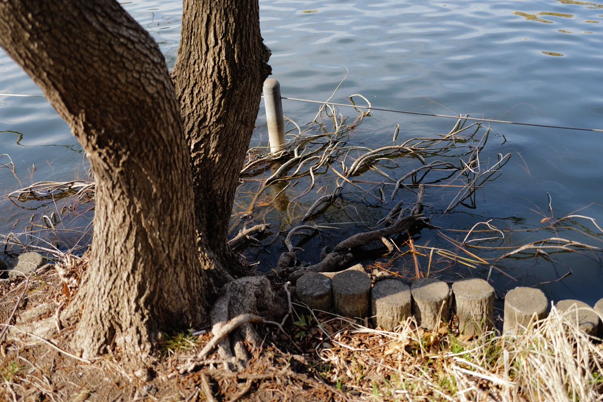 めいむら tweet media