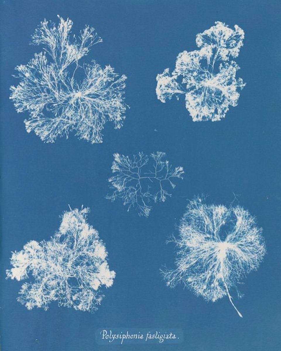 The Public Domain Review tweet media