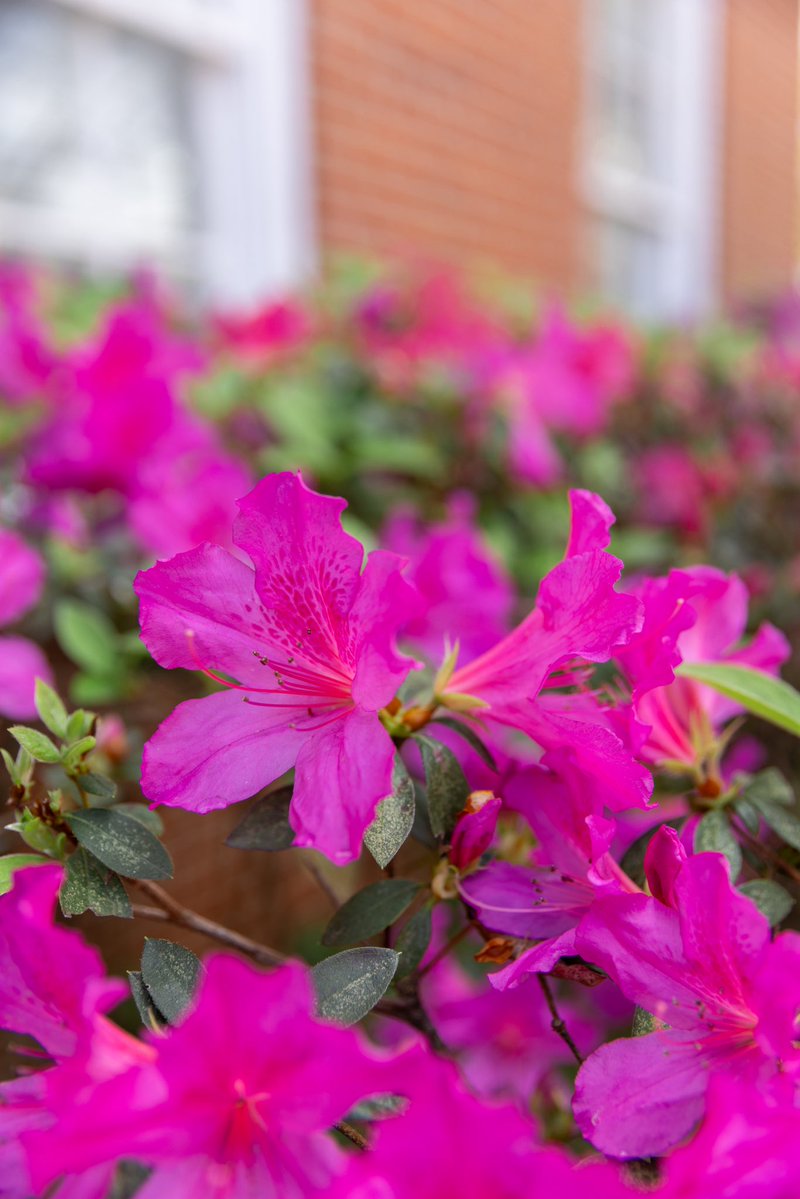 New Orleans Baptist Theological Seminary tweet media