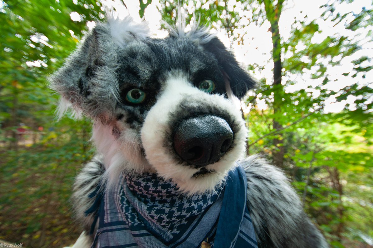 Münchner Furs e. V. • Munich Furs tweet media