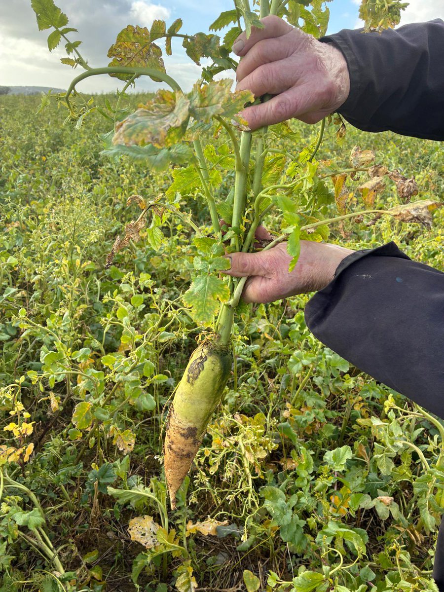 Finian5D's tweet photo. Very healthy looking catch crop, so much nicer to see rather than a stale seedbed.
Sprayed off last week, will be rolled and ploughed down. #Tillage #CatchCrop #EIP https://t.co/A72Ql1v5b8