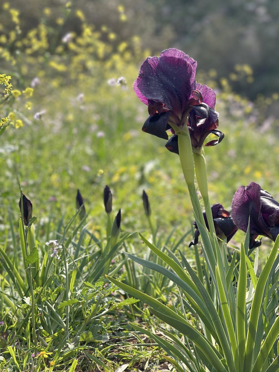 3omar alabadii tweet media