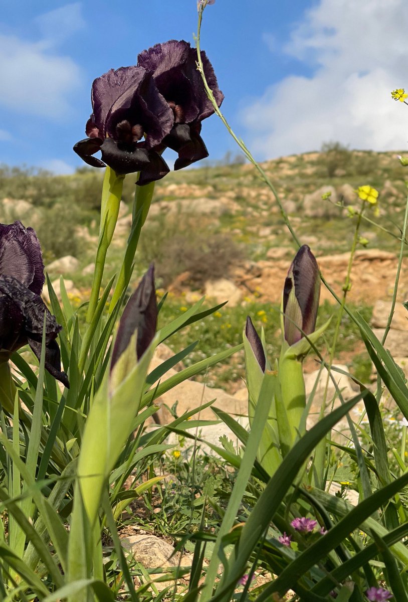 3omar alabadii tweet media