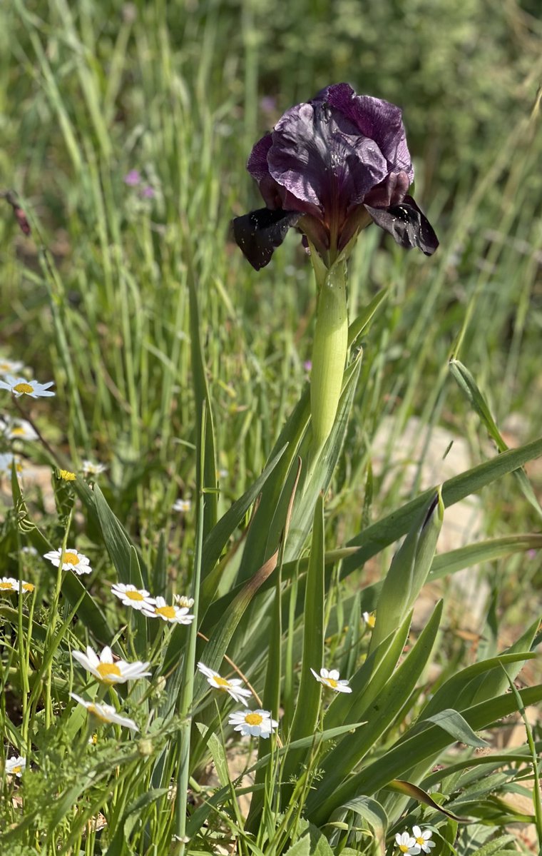 3omar alabadii tweet media