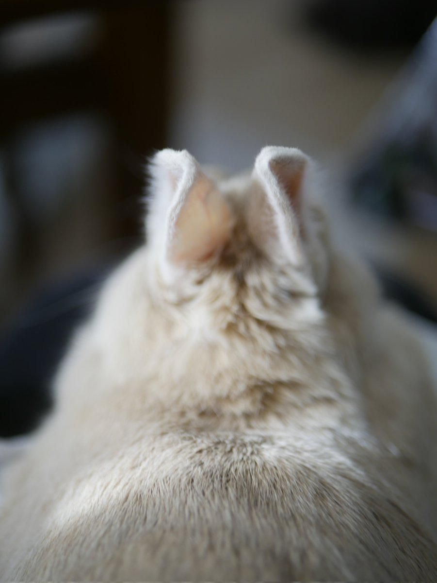 うさぎのひのき🌳 Hinoki bunny tweet media