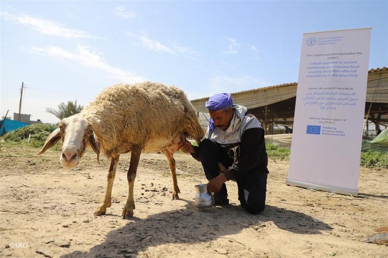 FAO in Emergencies tweet media