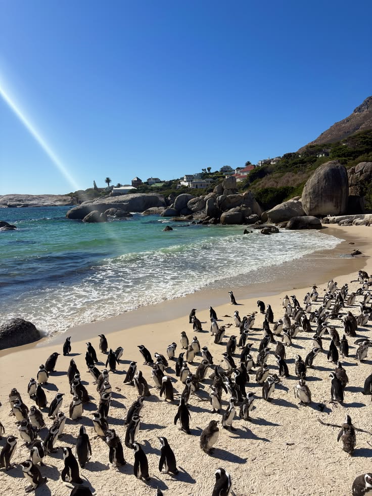 🇿🇦 Happy New Week! from grasslands to coastline,  greetings from the wild heart of South Africa. 🐘🦓🌿🌊🐧