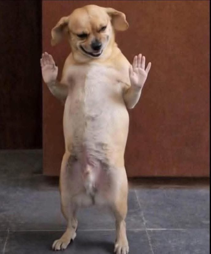 IndianMemePaglu tweet media