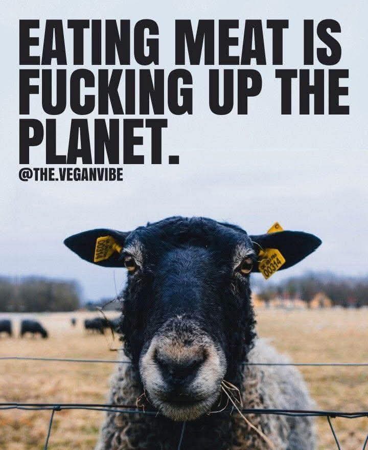 Dervilla(v) tweet media