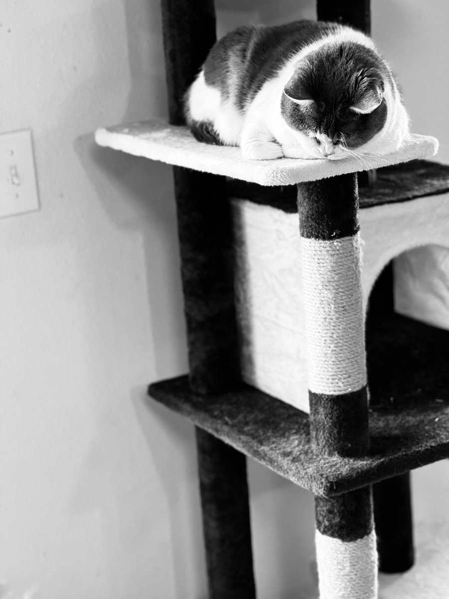 Bramble; sleepy and unimpressed 😂