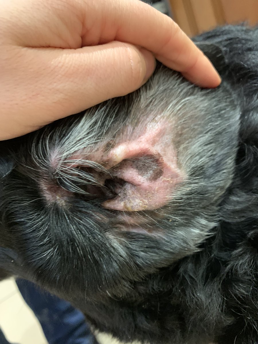 Companion Animal Health tweet media