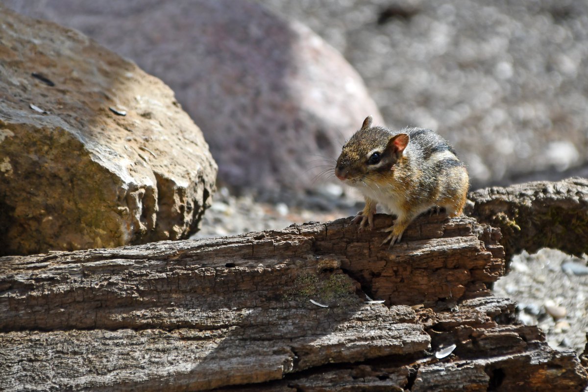 Today In Nature tweet media