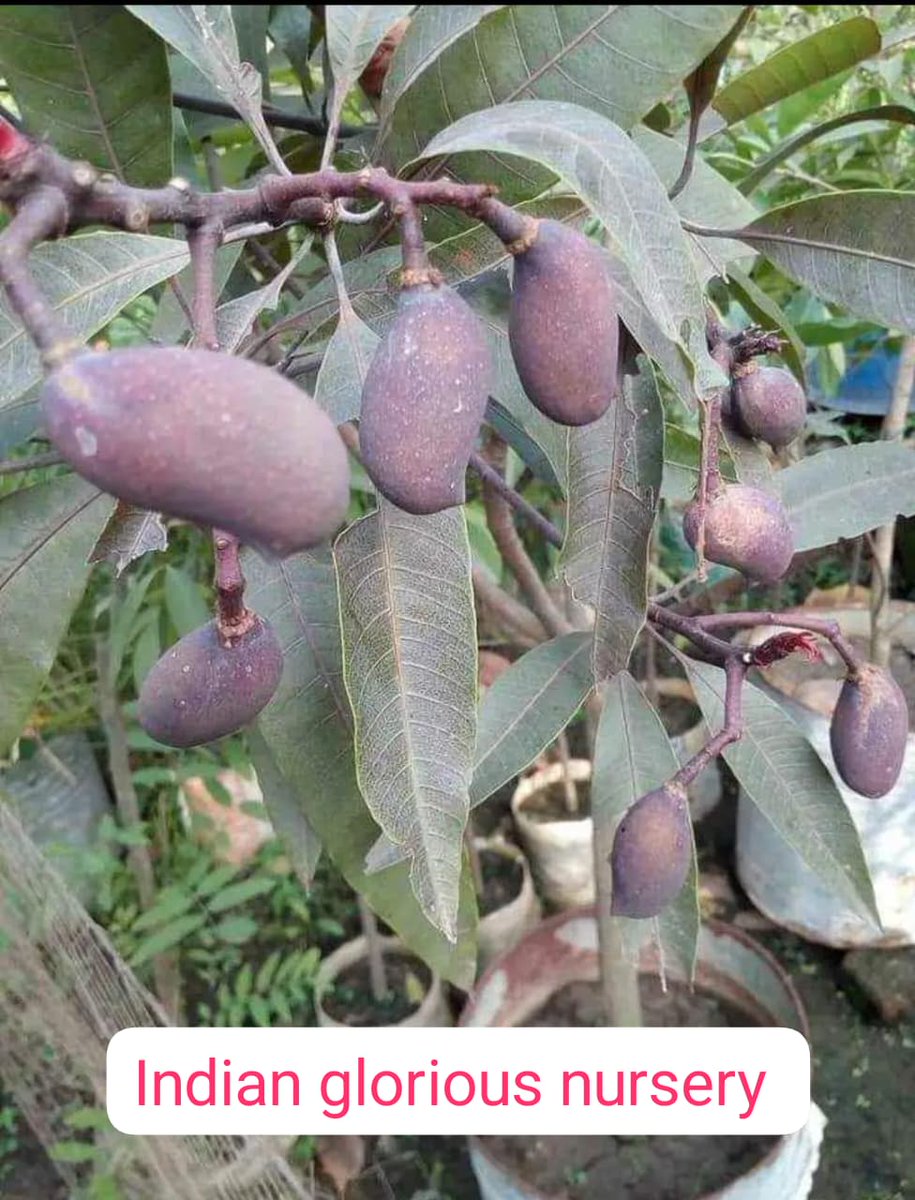 Indian Glorious Nursery and Cultivation (@21indiannursery) on Twitter photo 