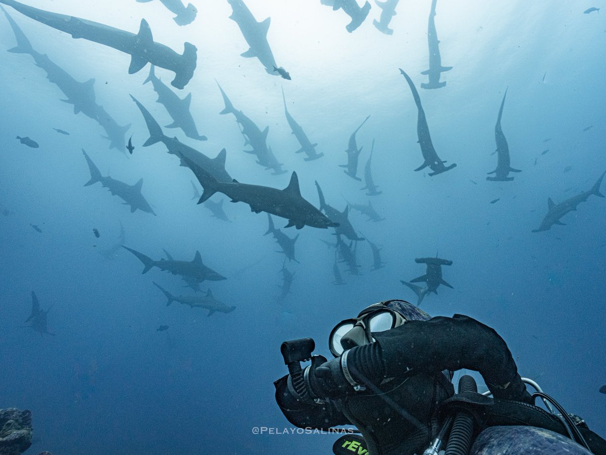 Charles Darwin Foundation-Fundación Charles Darwin tweet media