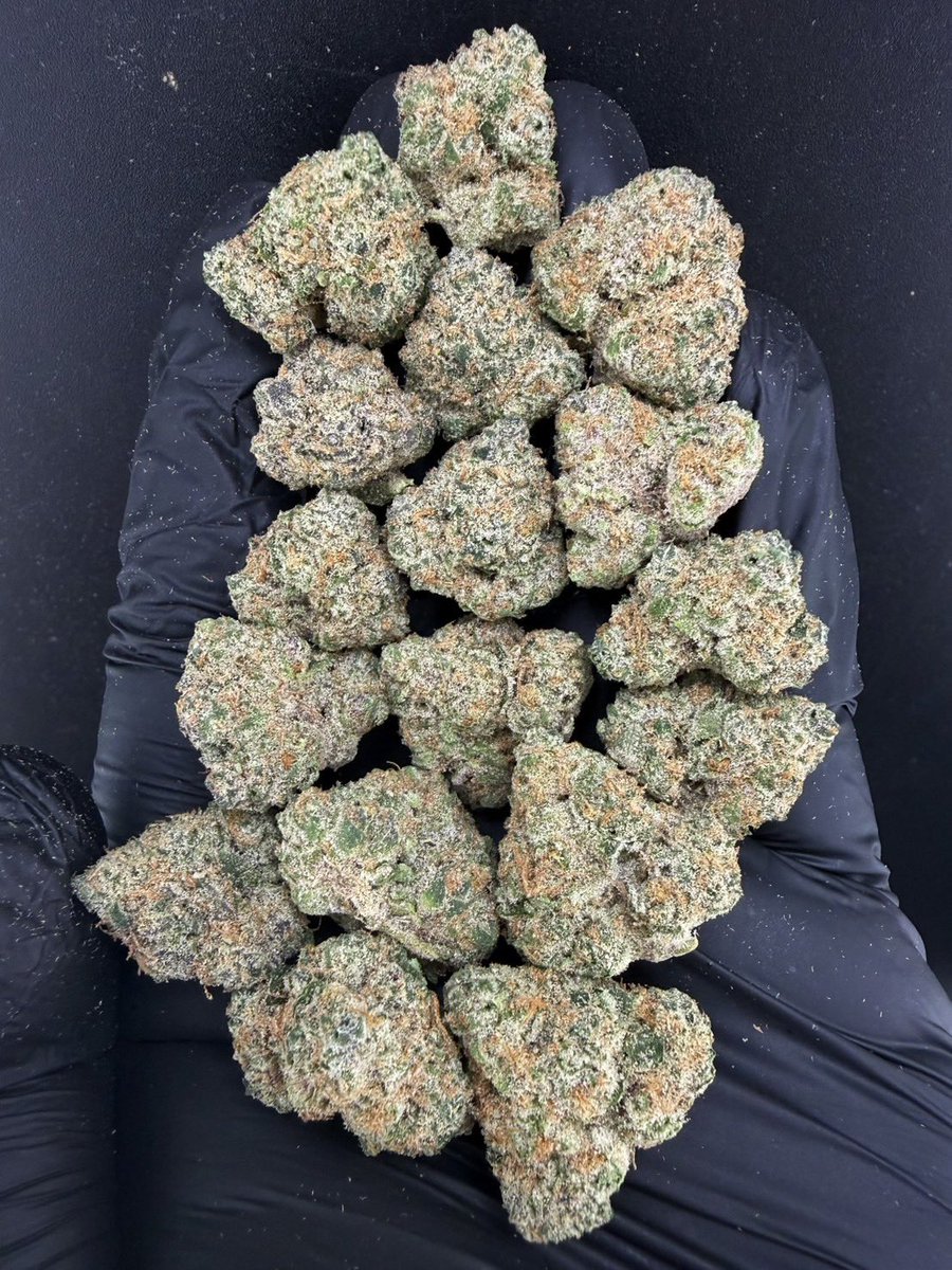 HippieVibe999's tweet photo. Super Boof Cherry 🍒🚀
Indica 60% Sativa 40%
THC ≈ 28%
Flavors : 🍒 Cherry · 🍊 Citrus · 🍬 Sweet · ⛽ Light Gas
Contact Line➡️ https://t.co/lCmrEBHqs5
#กัญชา #weed #กัญชากรุงเทพ #OG #สายเขียว #cannabis #กัญชาส่งGrab https://t.co/cgAX4RGNii