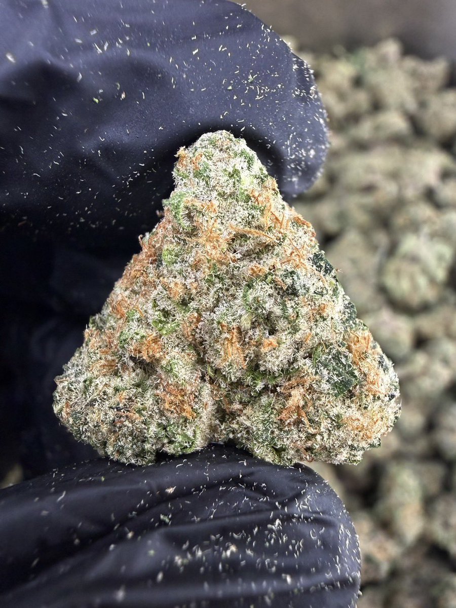HippieVibe999's tweet photo. Super Boof Cherry 🍒🚀
Indica 60% Sativa 40%
THC ≈ 28%
Flavors : 🍒 Cherry · 🍊 Citrus · 🍬 Sweet · ⛽ Light Gas
Contact Line➡️ https://t.co/lCmrEBHqs5
#กัญชา #weed #กัญชากรุงเทพ #OG #สายเขียว #cannabis #กัญชาส่งGrab https://t.co/cgAX4RGNii