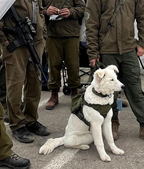 Maor Dahan tweet media