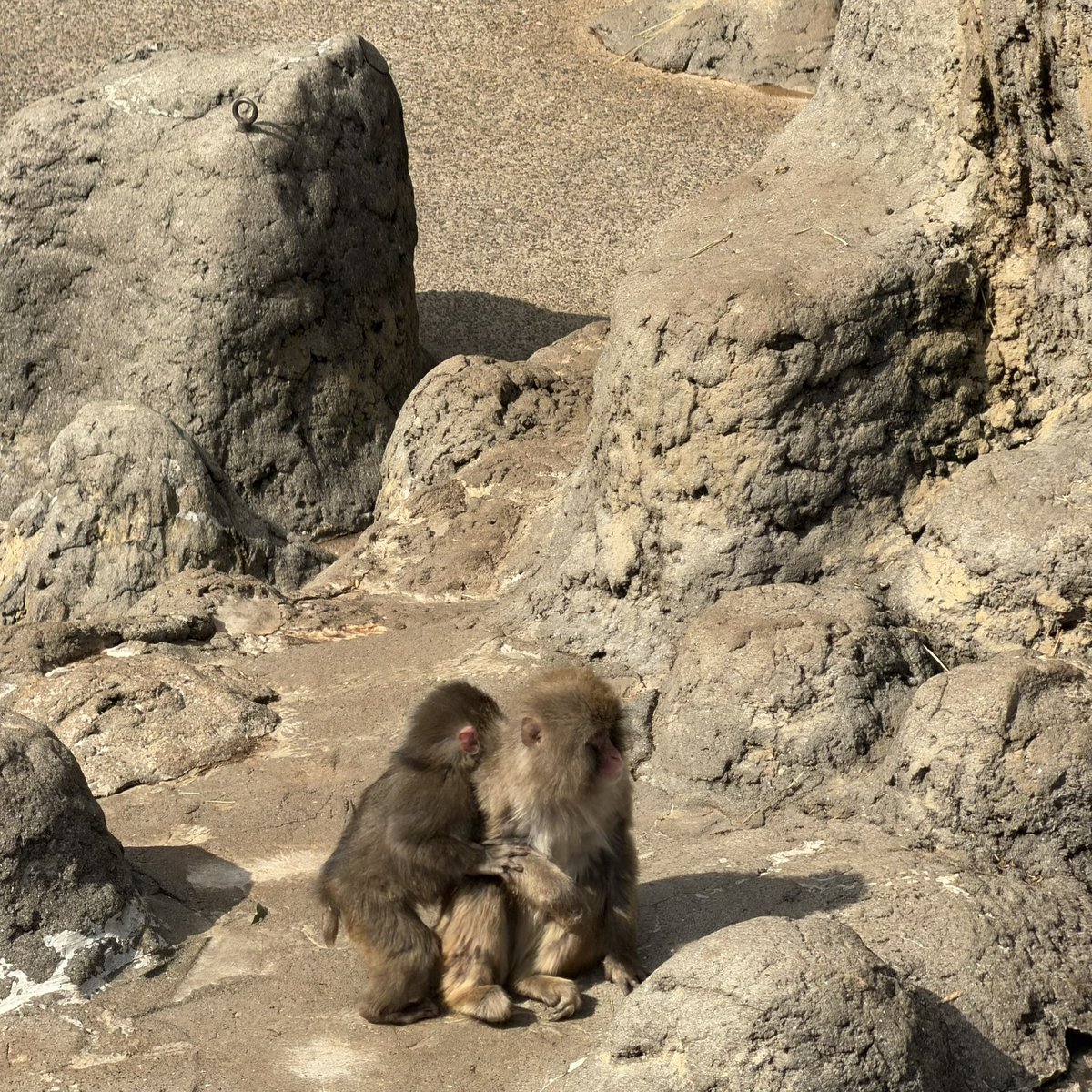 _dingdong69's tweet photo. So I'm convinced that the monkey known as Punch's girlfriend is Aiko not Moe. Here's why.

If you look at these old pictures of Moe posted in the Moe comm, you'll see that Moe is an adult monkey and way bigger than punch.

If this old tweet of Aiko, the sizing of Aiko matches closer to the size of the recent video if Punch's girlfriend 

https://t.co/kUA7S5ikeo