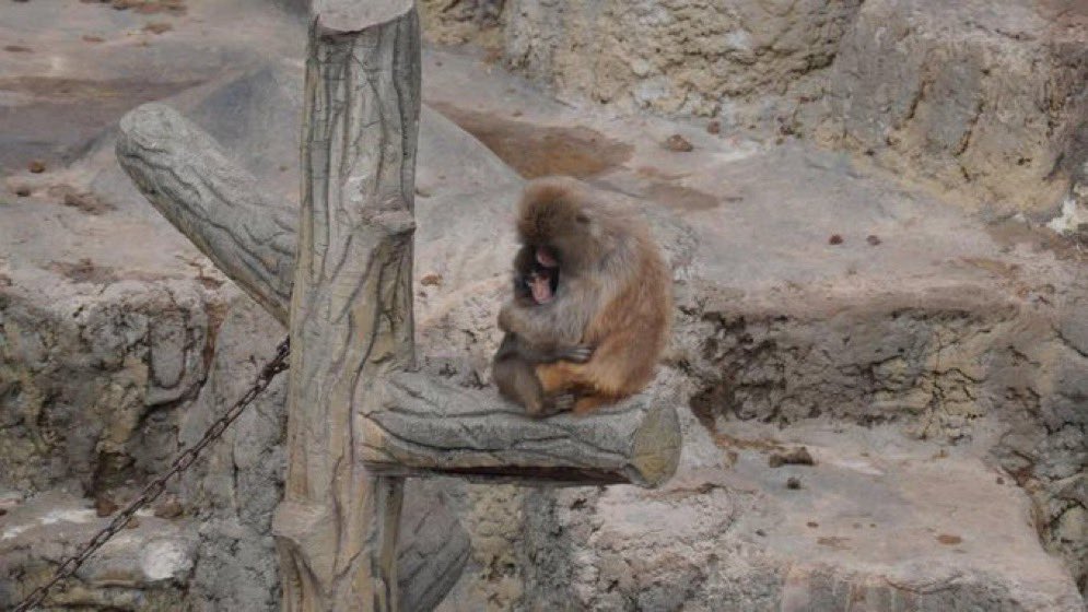 _dingdong69's tweet photo. So I'm convinced that the monkey known as Punch's girlfriend is Aiko not Moe. Here's why.

If you look at these old pictures of Moe posted in the Moe comm, you'll see that Moe is an adult monkey and way bigger than punch.

If this old tweet of Aiko, the sizing of Aiko matches closer to the size of the recent video if Punch's girlfriend 

https://t.co/kUA7S5ikeo