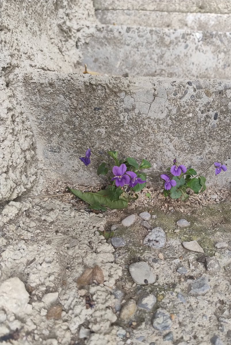 Densepistrophei's tweet photo. Nella rubrica #piantebasate non può mancare la violetta:
- annuncia la primavera;
- cresce letteralmente nel cemento;
- allieta gli occhi con eleganza discreta, e l'odorato con delicata fragranza che sa di tenue civetteria di fine '800, di amori struggenti, di lagrime sui pizzi. https://t.co/Fc6dUmVo4h