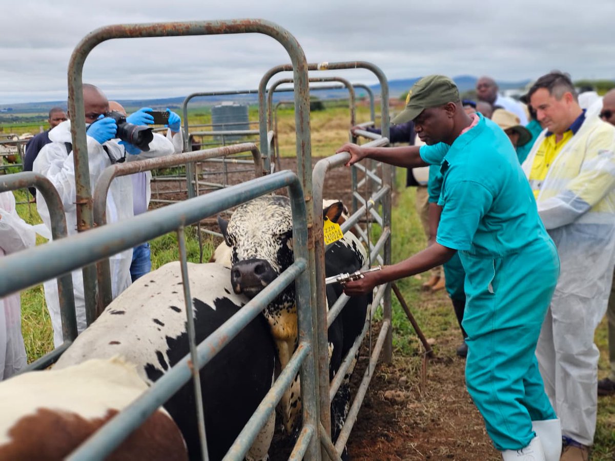 Democratic Alliance tweet media