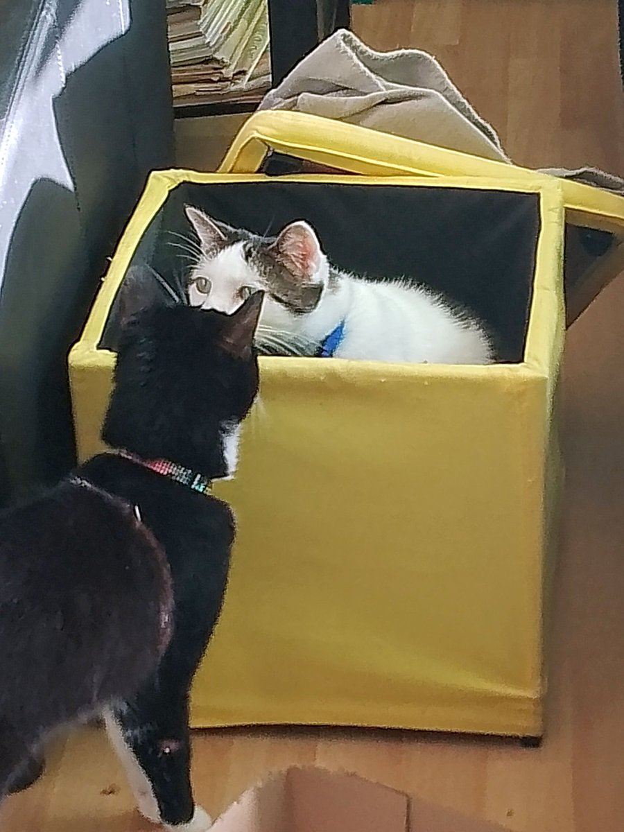 Sparkle & Lilibet from da Yurpean Onion🇪🇺🇩🇪 tweet media