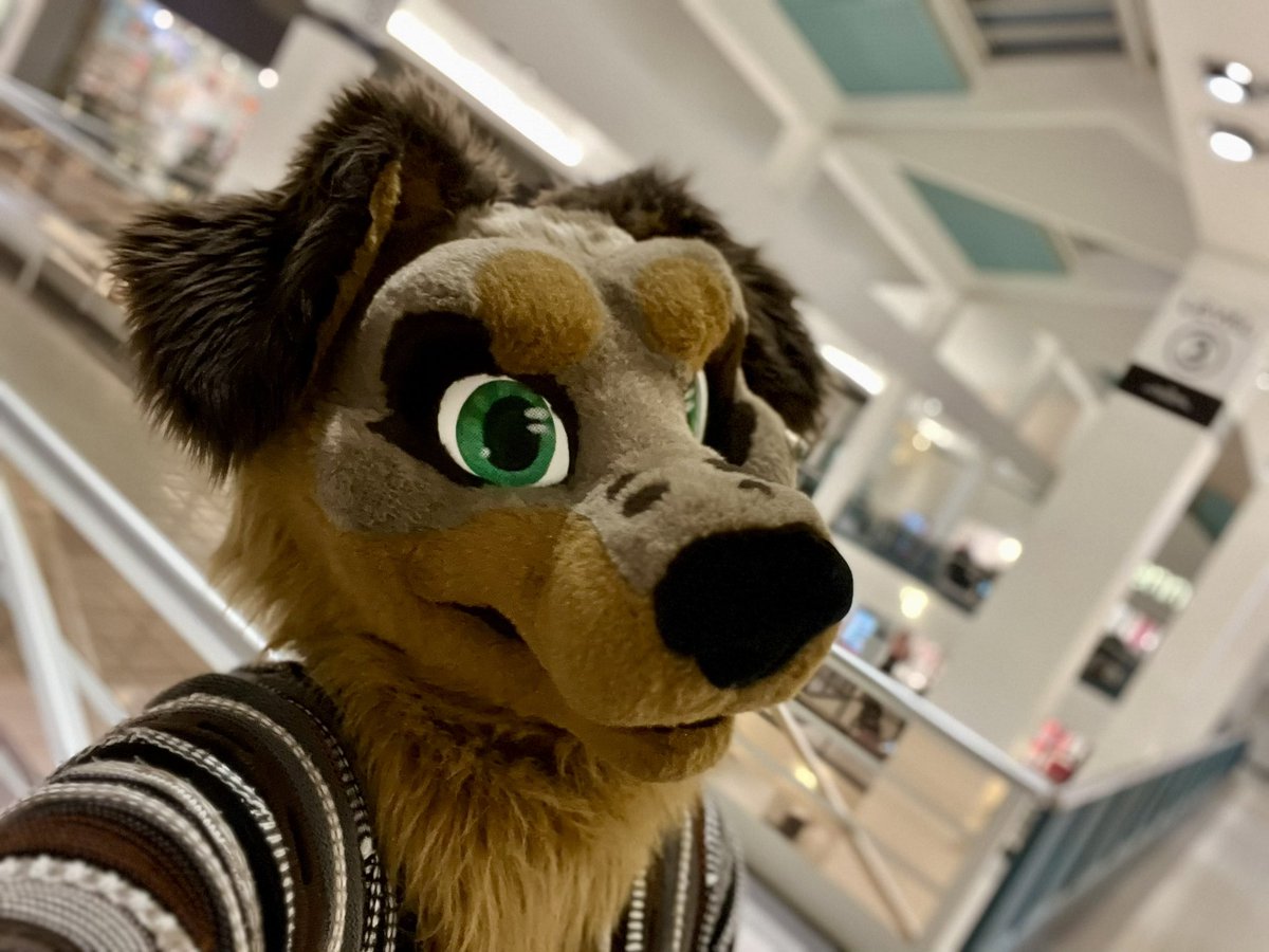 Finn the Dachshund 🔜 LVFC tweet media