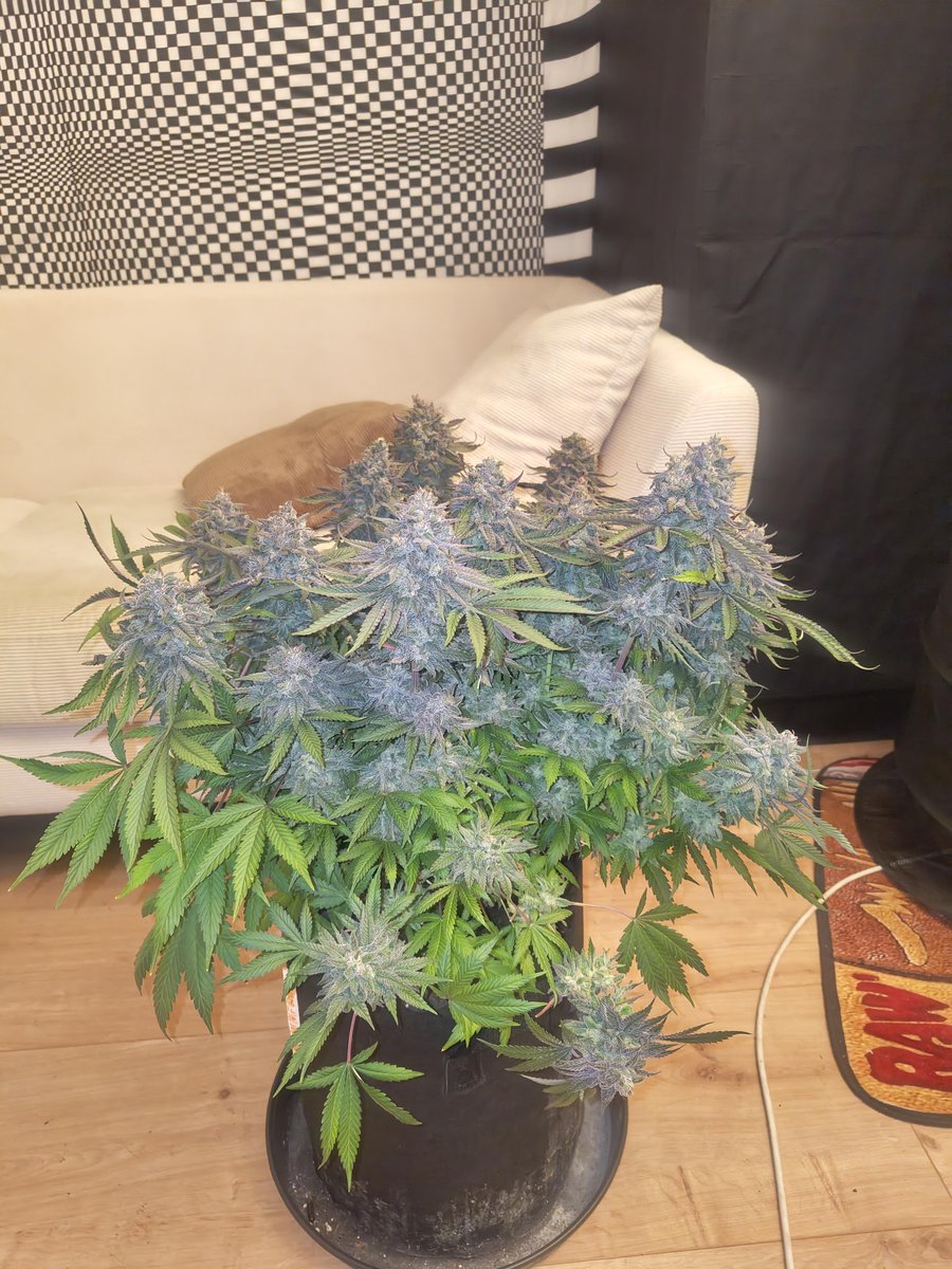 Fast Buds tweet media