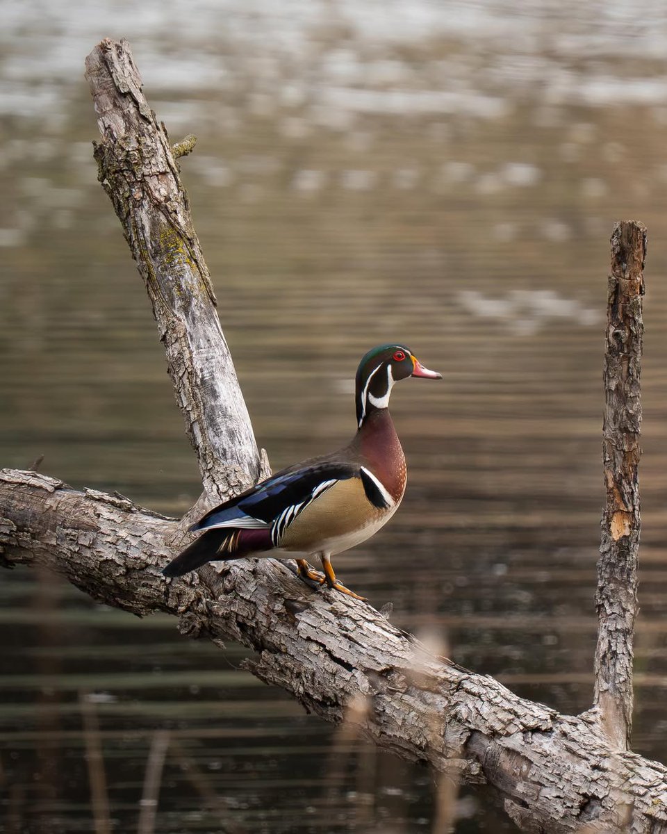 Today In Nature tweet media