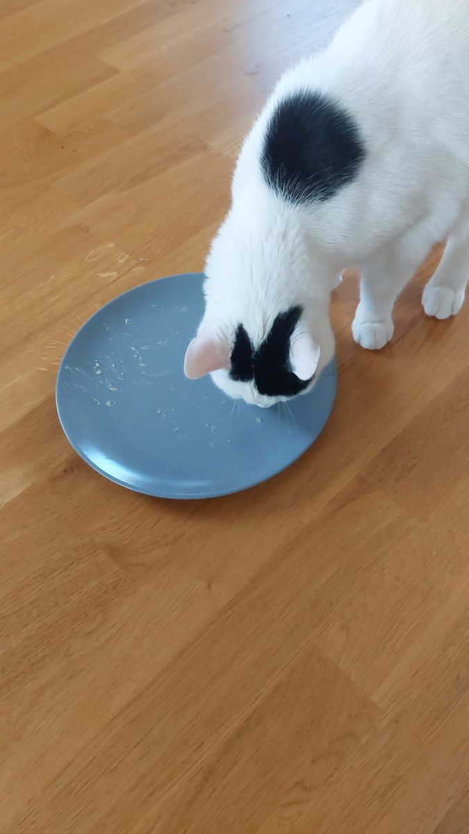 Spurre diskar efter fiskbulle lunch😸
