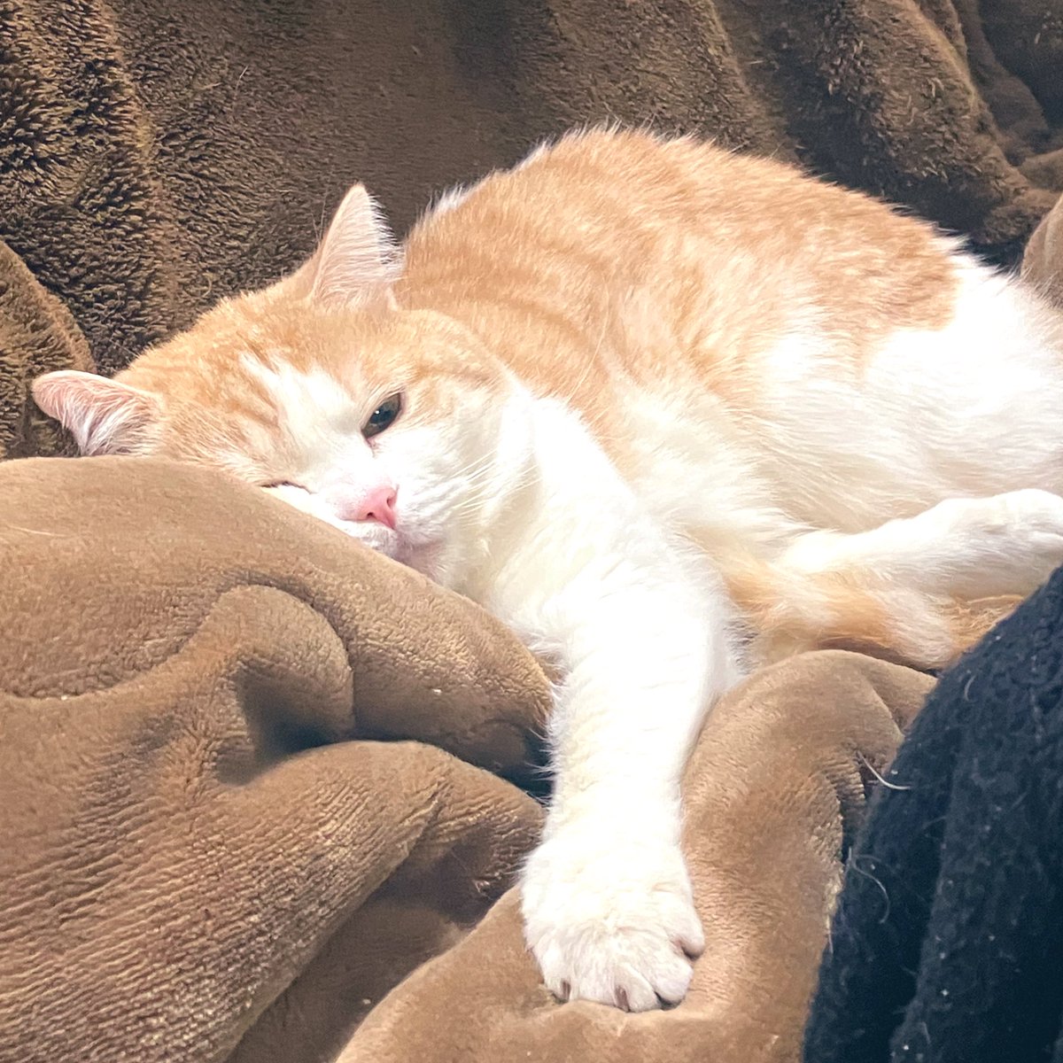 人の席を占領してこの顔である