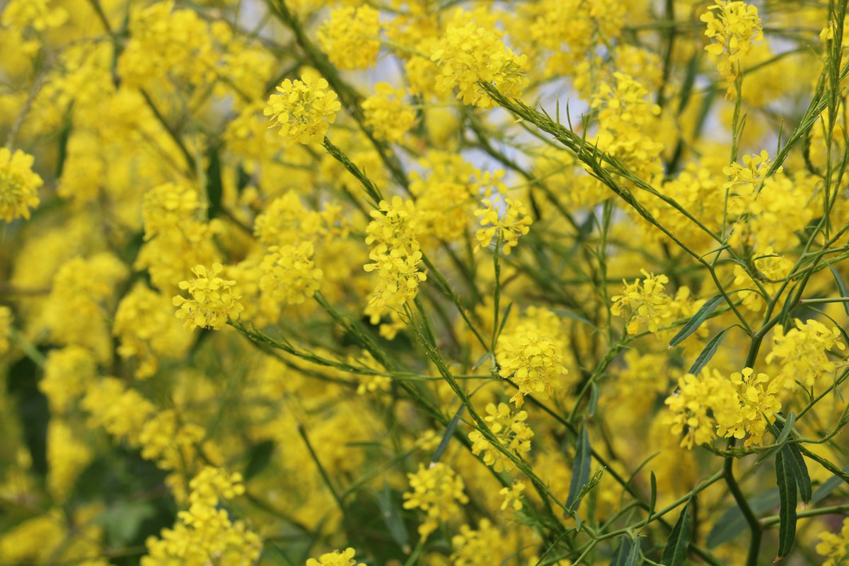 Ampacity tweet media