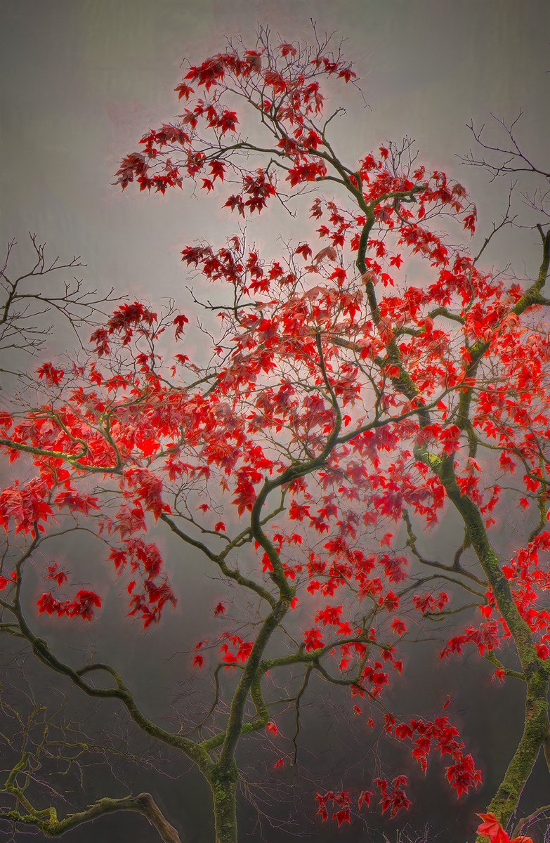 로켓빌리(hyo sang Lee) tweet media