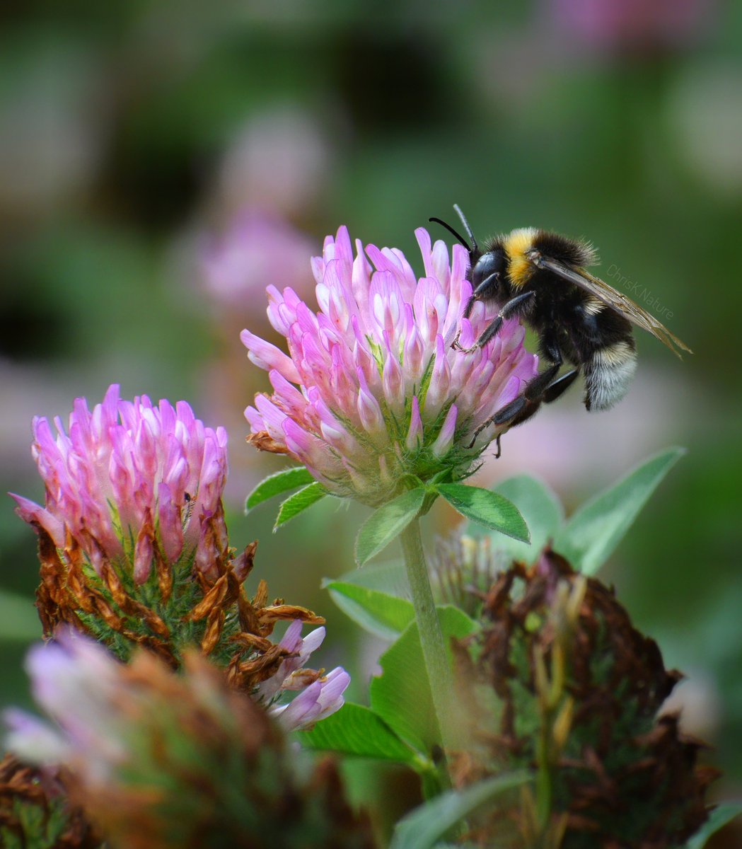 chrisk_nature's tweet image. "Soon will be a bustling of Bees with leafy Trees in a warm Summer breeze" - (me)
- not soon enough 😊

#bees #insect #NatureVibes #wildlife #wildflowers #nature