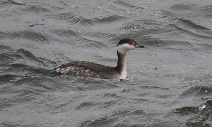 Roy Harvey tweet media