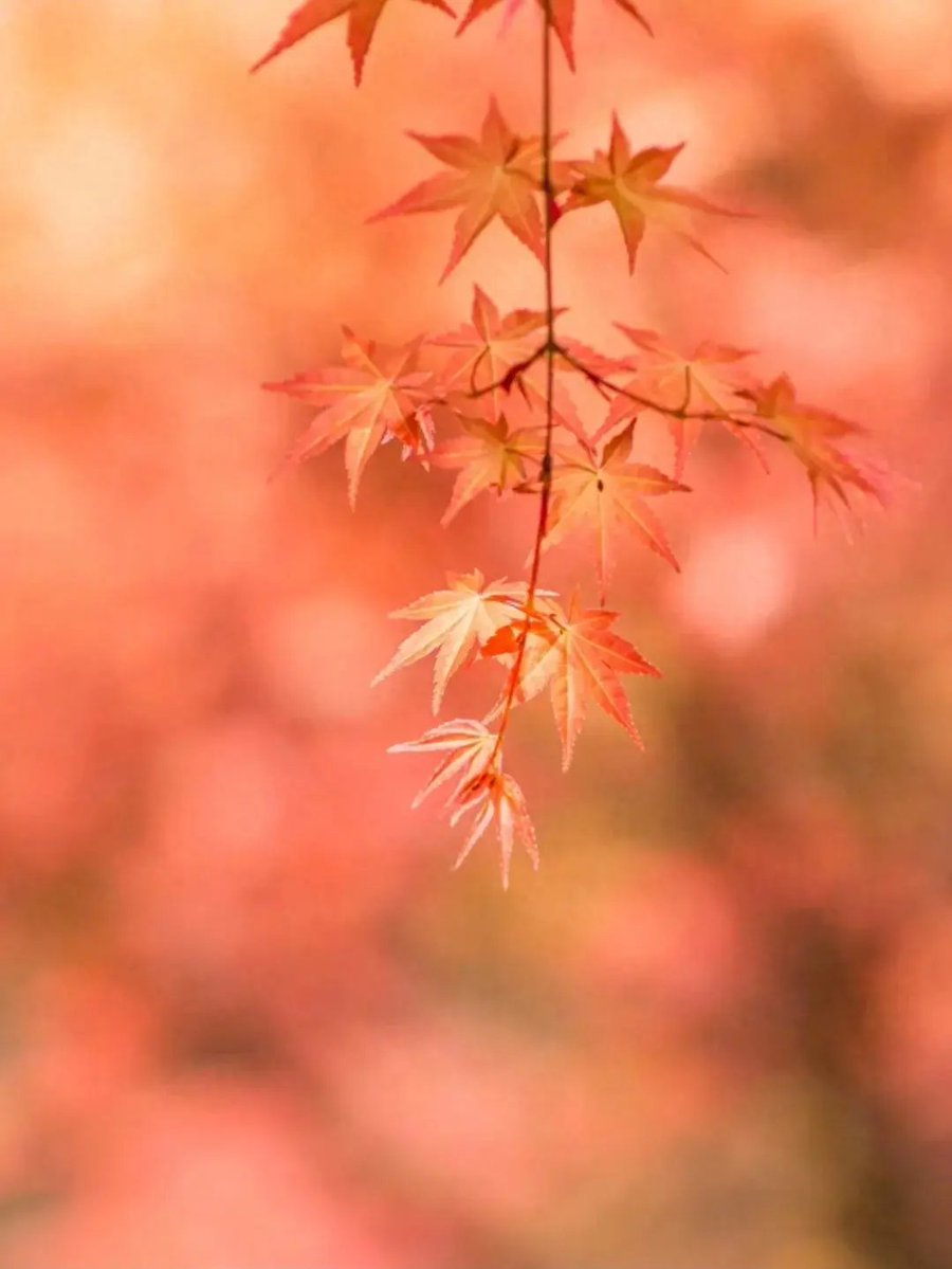 PinLink | Official Announcements tweet media