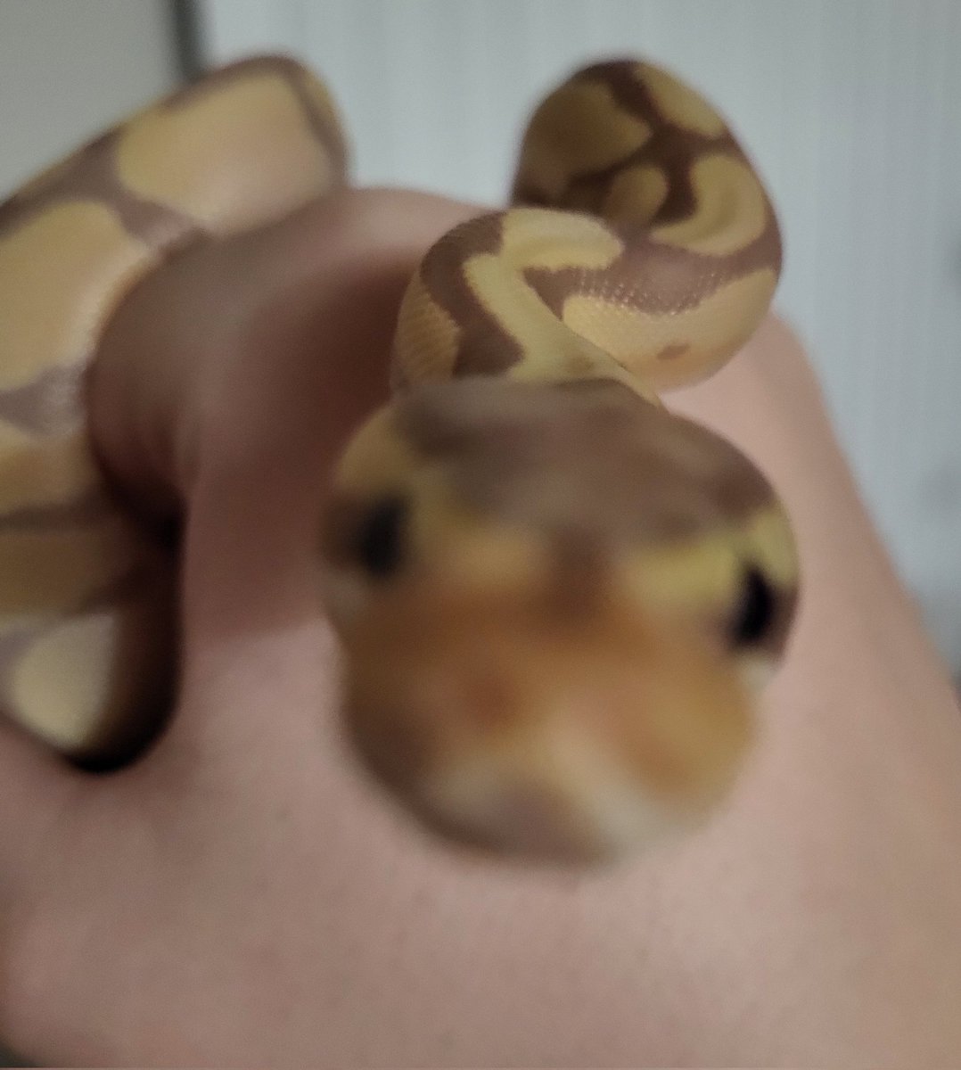 Rai 🩹💜🦴 | DOGGY VTUBER | tweet media