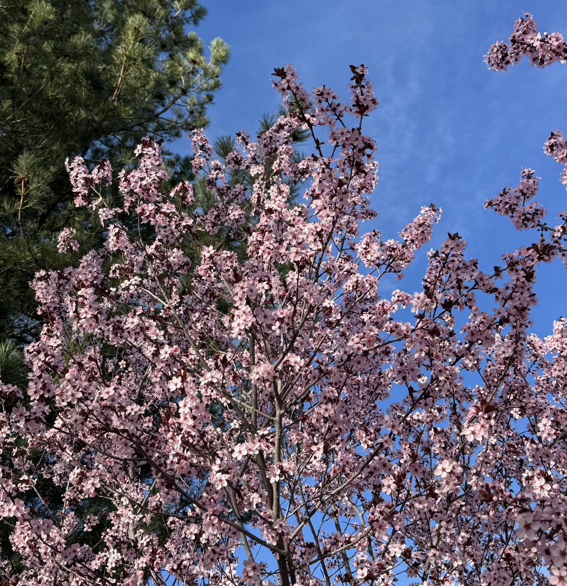 As I grow older, I appreciate more the pattern of season. For a few days each spring my chokecherry trees bloom. My son is old enough this year to walk the verges of the property among them, but not yet old enough to admire them. In time that will come.
