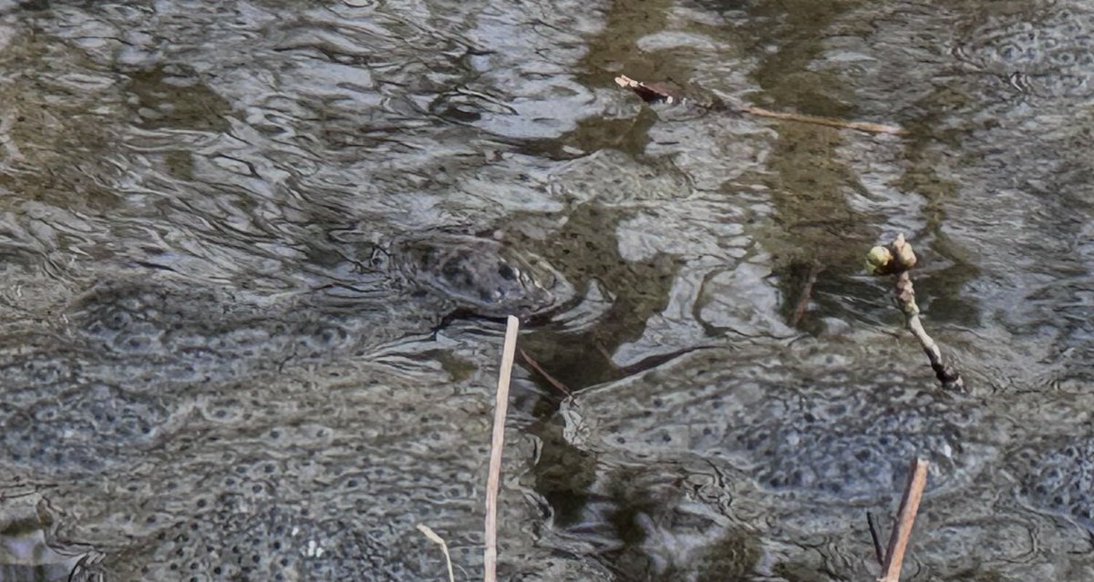 Judith Barnard tweet media