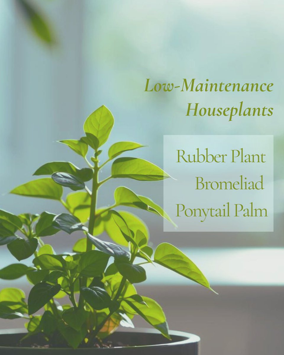 Plants make for gorgeous natural décor, but not everyone is a natural at plant care.  😕

These low-maintenance indoor plants will help you fake it 'til you make it: 😀

Rubber Plant
Bromeliad
Ponytail Palm

#leaves #plant #indoorplants #plantparent #bigleaves