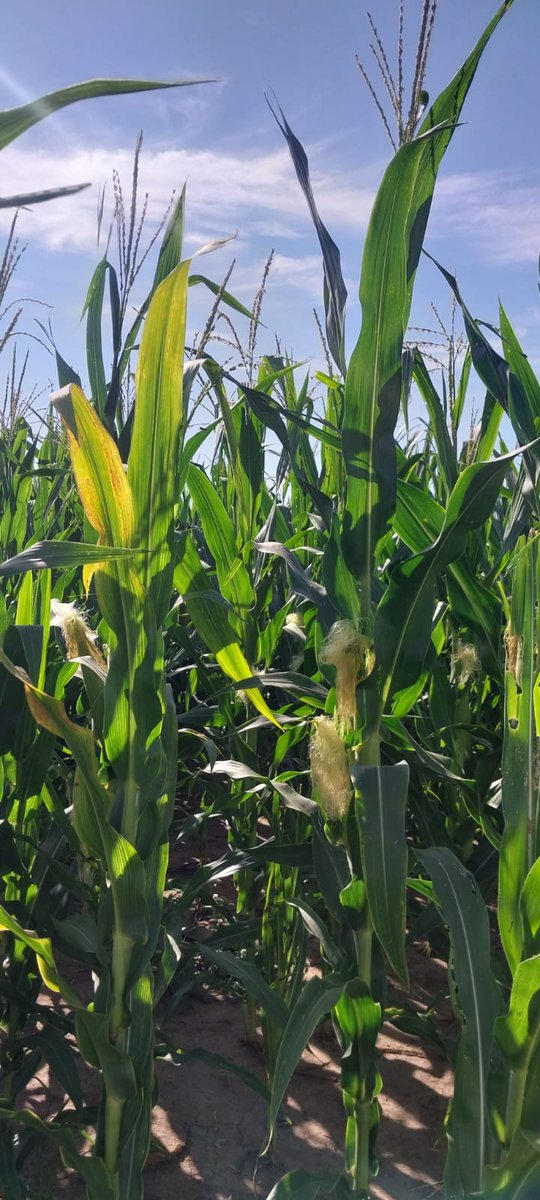 Ignacio🌜🦖🇦🇷 tweet media